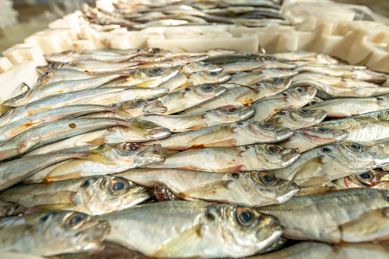 Agence de photographie / Agence Imaginium / Oussama Rhaleb / Photographe professionnel / Paysage / Morocco / Sud / Maroc / Dakhla / Assa / Photo / Esmara / Laayoun / Guelmim / nature / Desert / Guelmim / tan tan / Imlili / tourisme / maroc / Terfaya / / Rabat / Casablanca / Photo Magazine / Patrimoine / publicité / Historique / Histoire / Dunes / Sud maroc / Sahraoui / Artisanat / shooting / Patrimoine / publicité / fish / poisson / pêche / pêcheur / fisherman / mer / océan