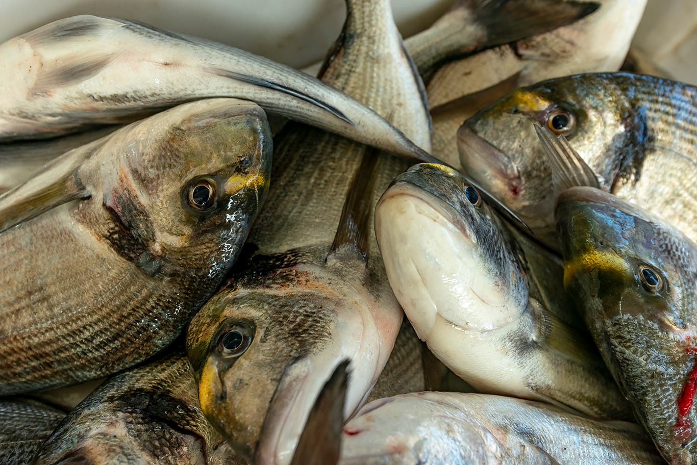 Agence de photographie / Agence Imaginium / Oussama Rhaleb / Photographe professionnel / Paysage / Morocco / Sud / Maroc / Dakhla / Assa / Photo / Esmara / Laayoun / Guelmim / nature / Desert / Guelmim / tan tan / Imlili / tourisme / maroc / Terfaya / / Rabat / Casablanca / Photo Magazine / Patrimoine / publicité / Historique / Histoire / Dunes / Sud maroc / Sahraoui / Artisanat / shooting / Patrimoine / publicité / fish / poisson / pêche / pêcheur / fisherman / mer / océan