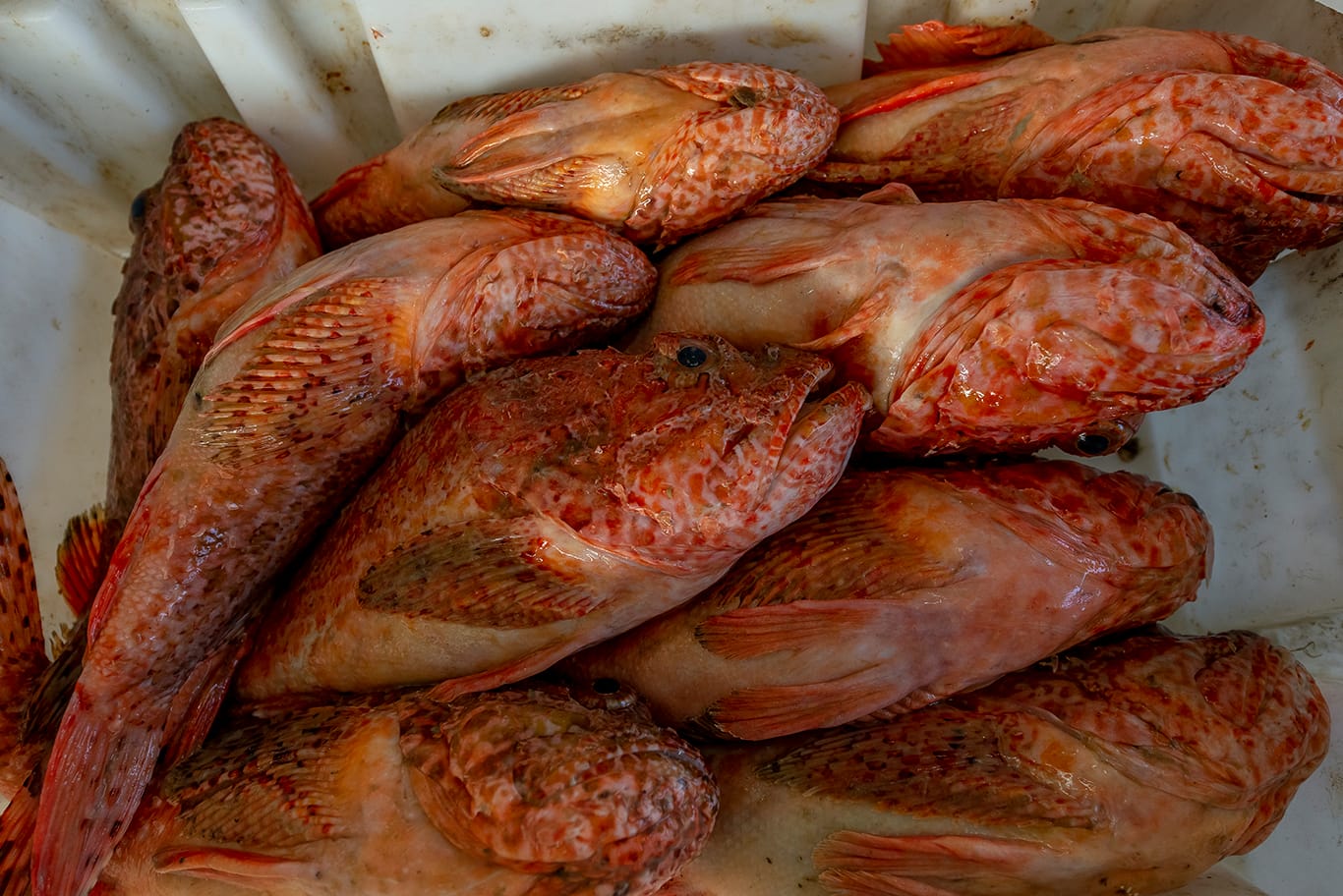 Agence de photographie / Agence Imaginium / Oussama Rhaleb / Photographe professionnel / Paysage / Morocco / Sud / Maroc / Dakhla / Assa / Photo / Esmara / Laayoun / Guelmim / nature / Desert / Guelmim / tan tan / Imlili / tourisme / maroc / Terfaya / / Rabat / Casablanca / Photo Magazine / Patrimoine / publicité / Historique / Histoire / Dunes / Sud maroc / Sahraoui / Artisanat / shooting / Patrimoine / publicité / fish / poisson / pêche / pêcheur / fisherman / mer / océan