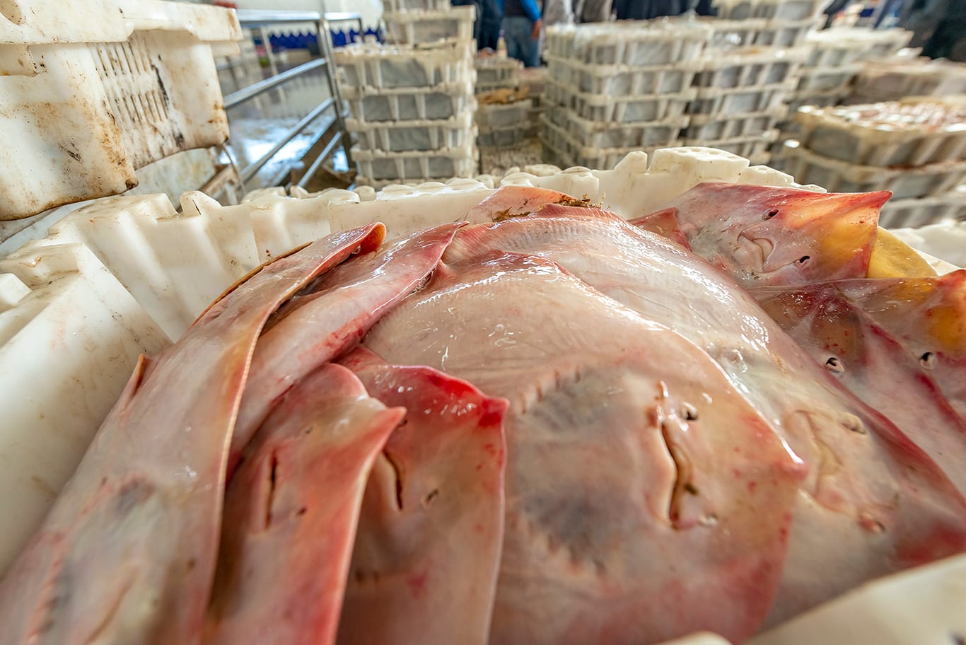 Agence de photographie / Agence Imaginium / Oussama Rhaleb / Photographe professionnel / Paysage / Morocco / Sud / Maroc / Dakhla / Assa / Photo / Esmara / Laayoun / Guelmim / nature / Desert / Guelmim / tan tan / Imlili / tourisme / maroc / Terfaya / / Rabat / Casablanca / Photo Magazine / Patrimoine / publicité / Historique / Histoire / Dunes / Sud maroc / Sahraoui / Artisanat / shooting / Patrimoine / publicité / fish / poisson / pêche / pêcheur / fisherman / mer / océan