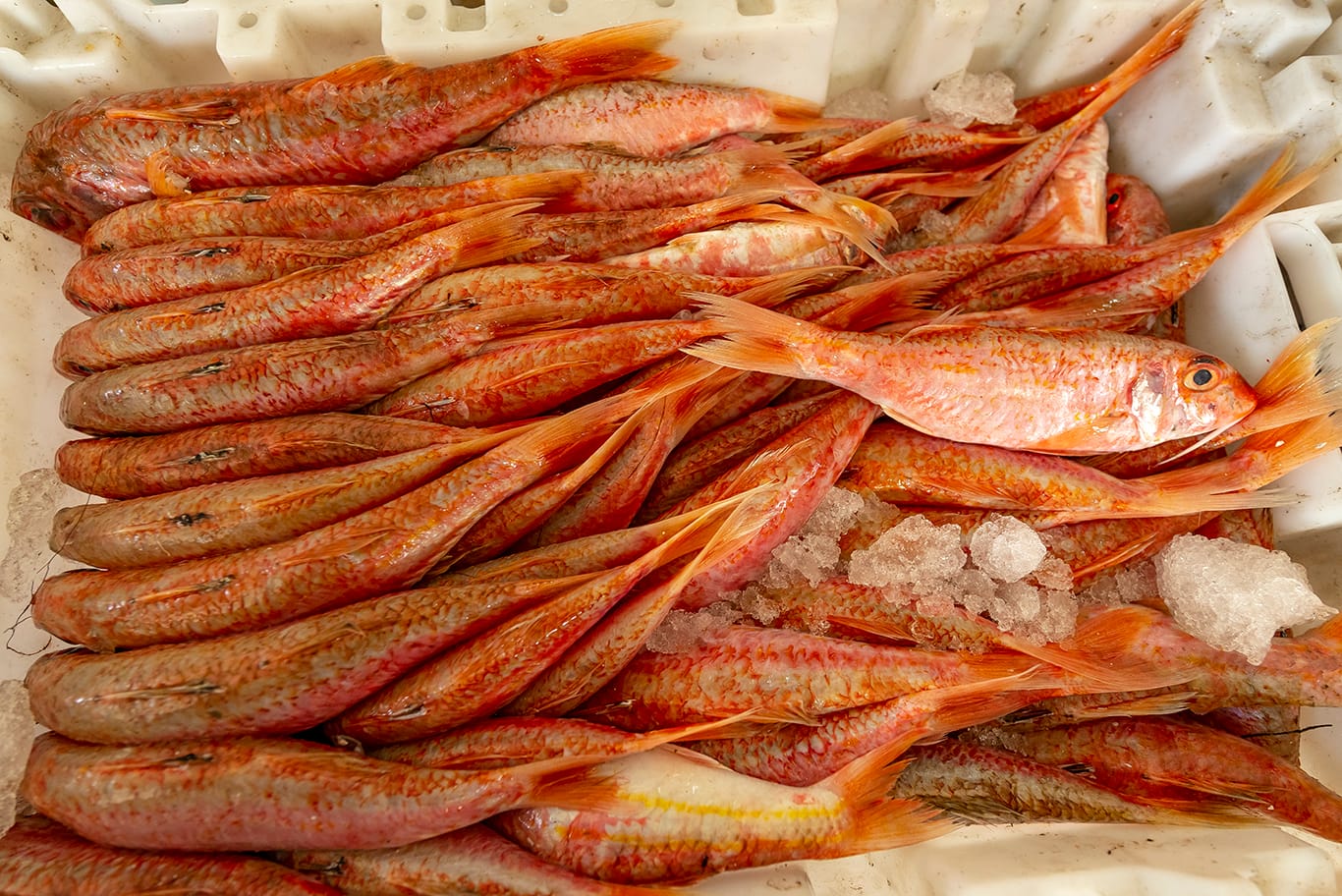 Agence de photographie / Agence Imaginium / Oussama Rhaleb / Photographe professionnel / Paysage / Morocco / Sud / Maroc / Dakhla / Assa / Photo / Esmara / Laayoun / Guelmim / nature / Desert / Guelmim / tan tan / Imlili / tourisme / maroc / Terfaya / / Rabat / Casablanca / Photo Magazine / Patrimoine / publicité / Historique / Histoire / Dunes / Sud maroc / Sahraoui / Artisanat / shooting / Patrimoine / publicité / fish / poisson / pêche / pêcheur / fisherman / mer / océan