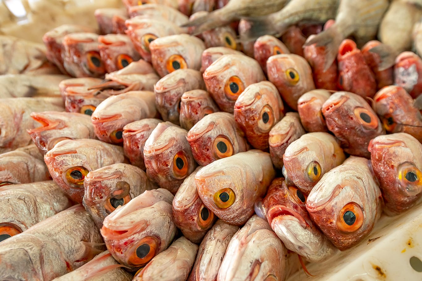 Agence de photographie / Agence Imaginium / Oussama Rhaleb / Photographe professionnel / Paysage / Morocco / Sud / Maroc / Dakhla / Assa / Photo / Esmara / Laayoun / Guelmim / nature / Desert / Guelmim / tan tan / Imlili / tourisme / maroc / Terfaya / / Rabat / Casablanca / Photo Magazine / Patrimoine / publicité / Historique / Histoire / Dunes / Sud maroc / Sahraoui / Artisanat / shooting / Patrimoine / publicité / fish / poisson / pêche / pêcheur / fisherman / mer / océan