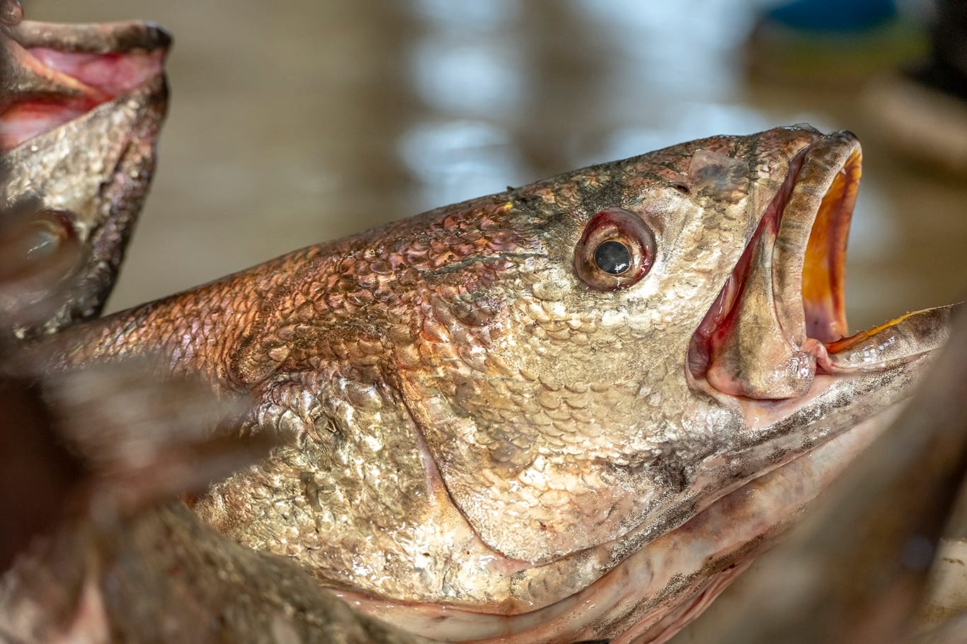 Agence de photographie / Agence Imaginium / Oussama Rhaleb / Photographe professionnel / Paysage / Morocco / Sud / Maroc / Dakhla / Assa / Photo / Esmara / Laayoun / Guelmim / nature / Desert / Guelmim / tan tan / Imlili / tourisme / maroc / Terfaya / / Rabat / Casablanca / Photo Magazine / Patrimoine / publicité / Historique / Histoire / Dunes / Sud maroc / Sahraoui / Artisanat / shooting / Patrimoine / publicité / fish / poisson / pêche / pêcheur / fisherman / mer / océan