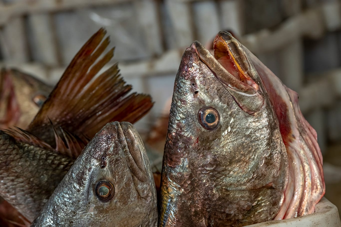 Agence de photographie / Agence Imaginium / Oussama Rhaleb / Photographe professionnel / Paysage / Morocco / Sud / Maroc / Dakhla / Assa / Photo / Esmara / Laayoun / Guelmim / nature / Desert / Guelmim / tan tan / Imlili / tourisme / maroc / Terfaya / / Rabat / Casablanca / Photo Magazine / Patrimoine / publicité / Historique / Histoire / Dunes / Sud maroc / Sahraoui / Artisanat / shooting / Patrimoine / publicité / fish / poisson / pêche / pêcheur / fisherman / mer / océan