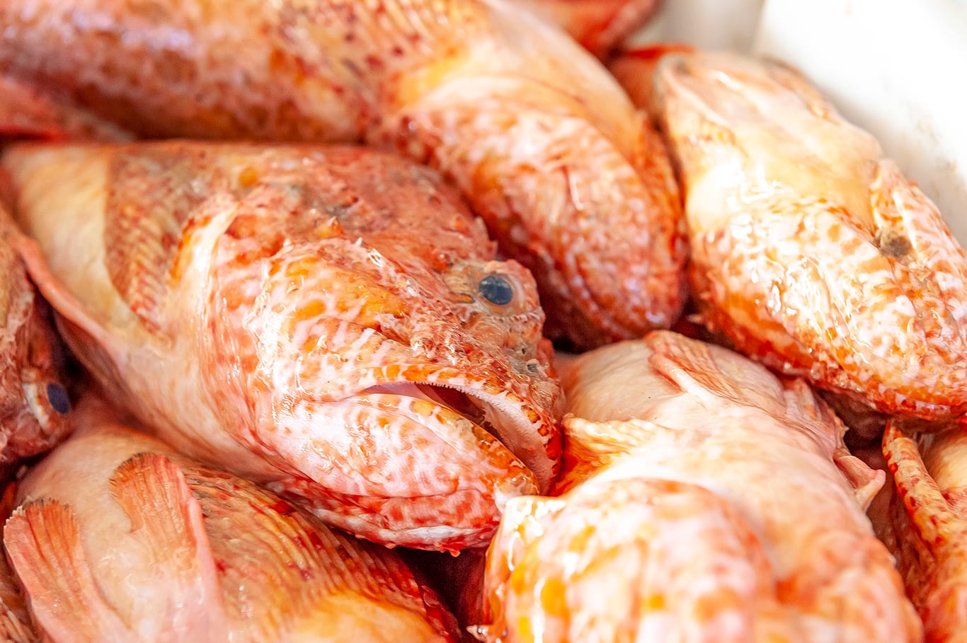 Agence de photographie / Agence Imaginium / Oussama Rhaleb / Photographe professionnel / Paysage / Morocco / Sud / Maroc / Dakhla / Assa / Photo / Esmara / Laayoun / Guelmim / nature / Desert / Guelmim / tan tan / Imlili / tourisme / maroc / Terfaya / / Rabat / Casablanca / Photo Magazine / Patrimoine / publicité / Historique / Histoire / Dunes / Sud maroc / Sahraoui / Artisanat / shooting / Patrimoine / publicité / fish / poisson / pêche / pêcheur / fisherman / mer / océan