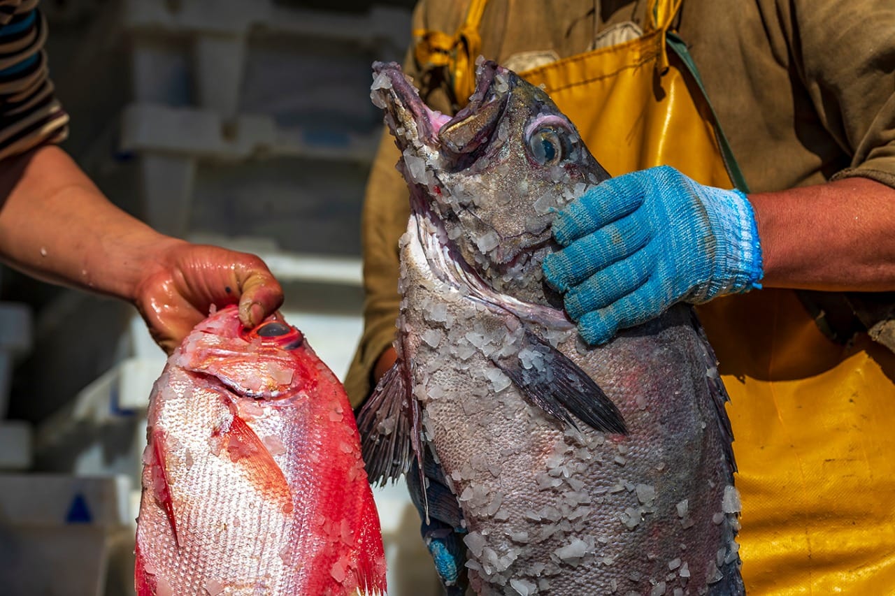 Agence de photographie / Agence Imaginium / Oussama Rhaleb / Photographe professionnel / Paysage / Morocco / Sud / Maroc / Dakhla / Assa / Photo / Esmara / Laayoun / Guelmim / nature / Desert / Guelmim / tan tan / Imlili / tourisme / maroc / Terfaya / / Rabat / Casablanca / Photo Magazine / Patrimoine / publicité / Historique / Histoire / Dunes / Sud maroc / Sahraoui / Artisanat / shooting / Patrimoine / publicité / fish / poisson / pêche / pêcheur / fisherman / mer / océan