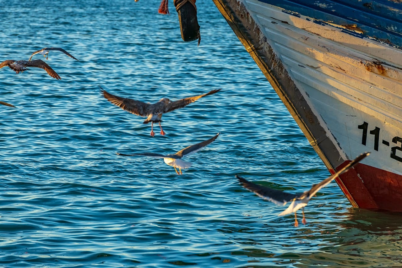 Agence de photographie / Agence Imaginium / Oussama Rhaleb / Photographe professionnel / Paysage / Morocco / Sud / Maroc / Dakhla / Assa / Photo / Esmara / Laayoun / Guelmim / nature / Desert / Guelmim / tan tan / Imlili / tourisme / maroc / Terfaya / / Rabat / Casablanca / Photo Magazine / Patrimoine / publicité / Historique / Histoire / Dunes / Sud maroc / Sahraoui / Artisanat / shooting / Patrimoine / publicité / fish / poisson / pêche / pêcheur / fisherman / mer / océan