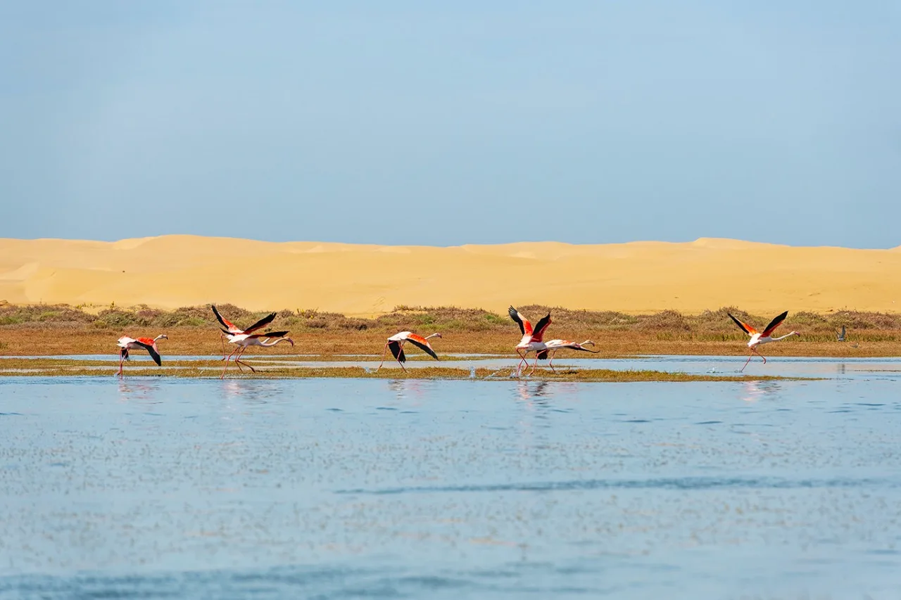 Agence de photographie / Agence Imaginium / Oussama Rhaleb / Photographe professionnel / Paysage / Morocco / Sud / Maroc / Dakhla / Assa / Photo / Esmara / Laayoun / Guelmim / nature / Desert / Guelmim / tan tan / Imlili / tourisme / maroc / Terfaya / / Rabat / Casablanca / Photo Magazine / Patrimoine / publicité / Historique / Histoire / Dunes / Sud maroc / akhfenir / parc national de Naila / mer / océan / Flamand roses / réserves naturelles / Zone humide