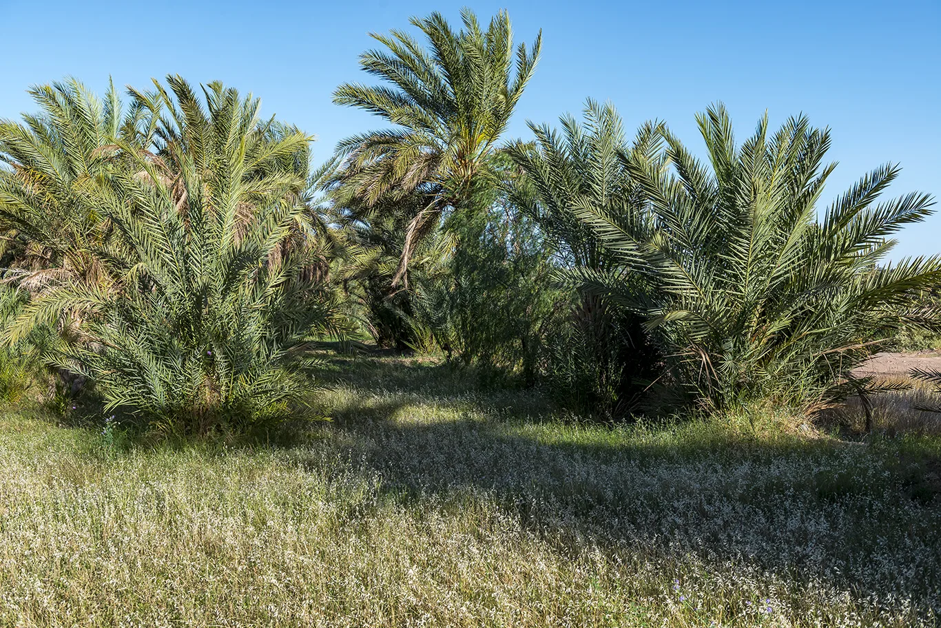 _DSC1287 copie